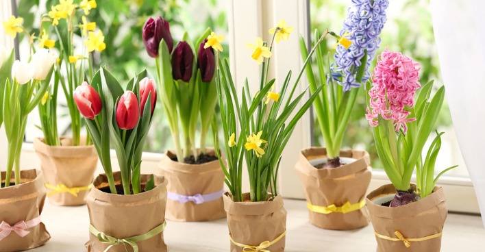Frühblüher auf einer Fensterbank | Credit: iStock.com/Liudmila Chernetska