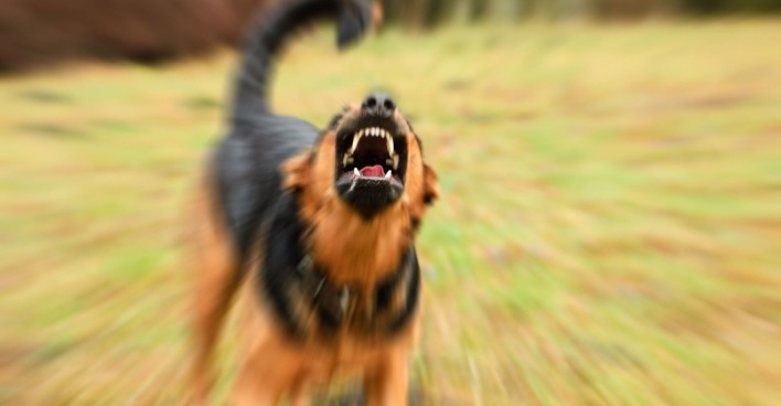 Ein aggressiver braun-schwarzer Hund zeigt die Zähne.