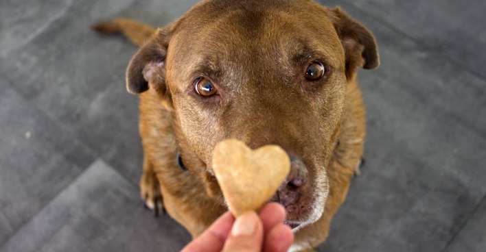 Brauner Labrador mit Hundeblick bettelt um ein Leckerli.