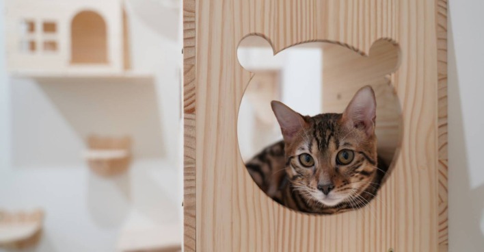 Bengalkatze, die den Betrachter direkt aus einem eingefrästen Loch anschaut