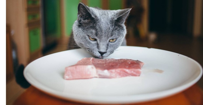 Katze mit einem Teller rohem Fleisch