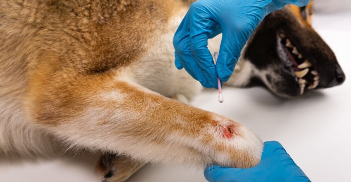 Ein Schäferhund wird von einem Tierarzt behandelt.