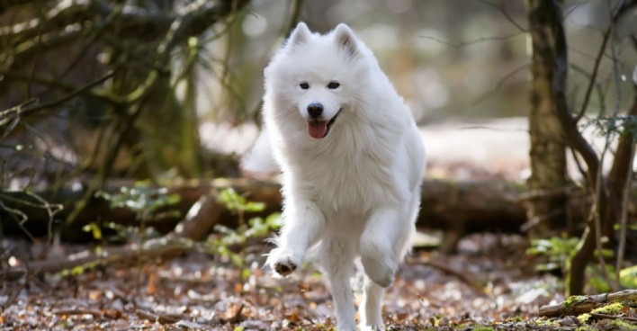 Weißer Samojede-Hund im Wald