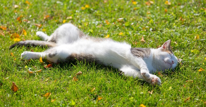 Katze liegt entspannt in einer Wiese | Credit: iStock.com/sasimoto
