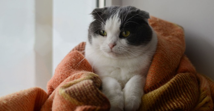 Katze mit Decke | Credit: iStock.com/Osobystist