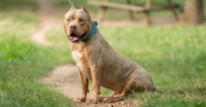 Ein XL Bully sitzt in einer Wiese.
