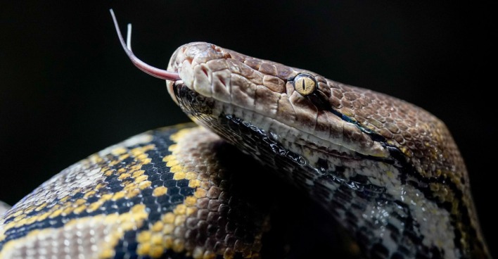 Nahaufnahme eines züngelnden Netzpython