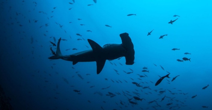 Eine Hammerhai schwimmt zwischen Fischen.