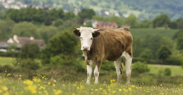 Ein junger Stier auf einer Weide.