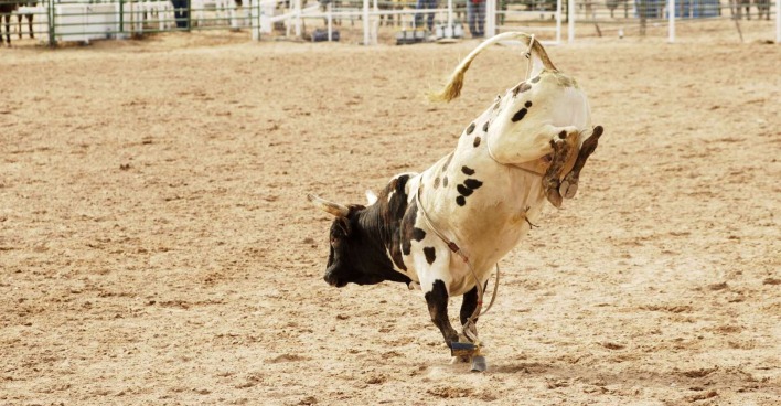 Ein Stier in einer Rodeo-Arena.