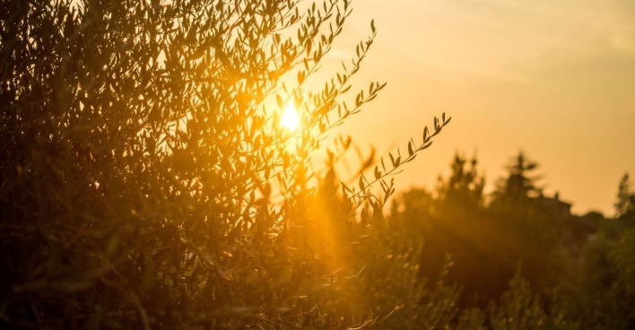 Sonnenuntergang über einem Olivenhain.