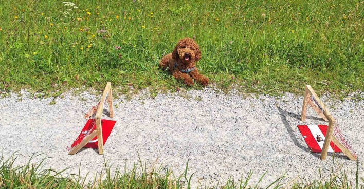 Zwergpudel Henri liegt zwischen den Toren.