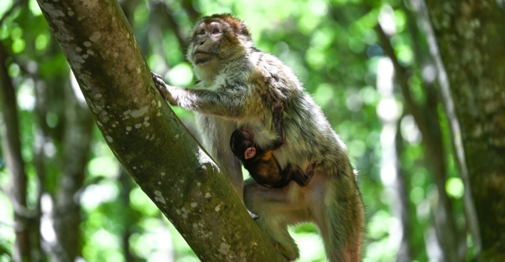Affenweibchen mit Baby auf einem Bum