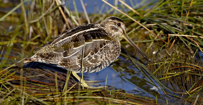 Vogelporträt auf dem Boden sitzend