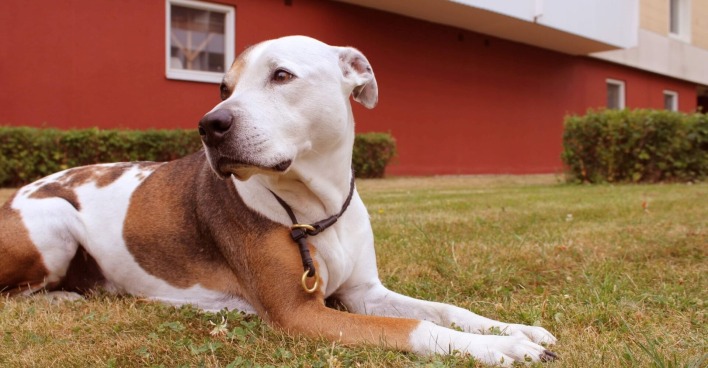 American Staffordshire Terrier liegt auf Grasfläche