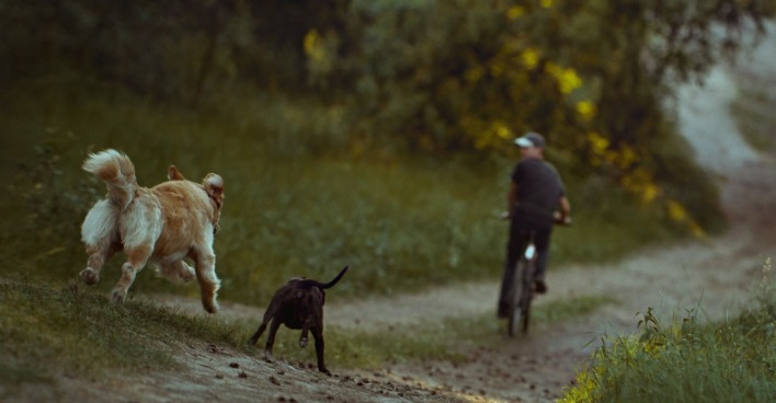 Ein Radfahrer wird von zwei Hunden verfolgt.