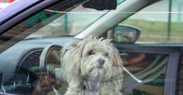 Kleiner Hund in einem versperrten Auto