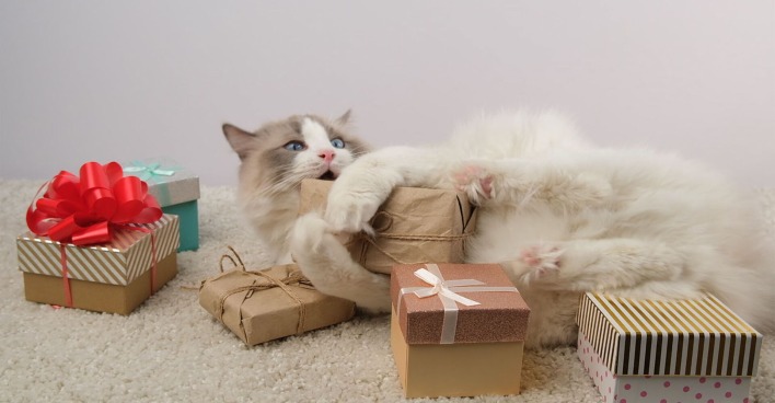 Katze mit vielen Geschenken | Credit: iStock.com/Oksana Vainrub