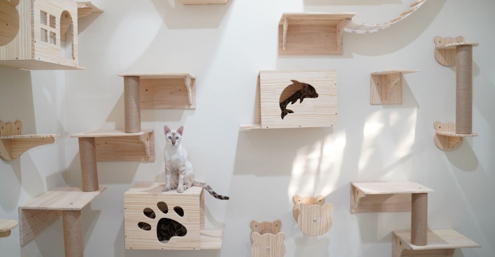 Katze auf einer Kletterwand | Credit: iStock.com/holydude
