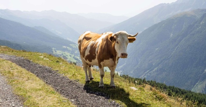 Ein Kuh steht einsam auf einem Wanderweg.