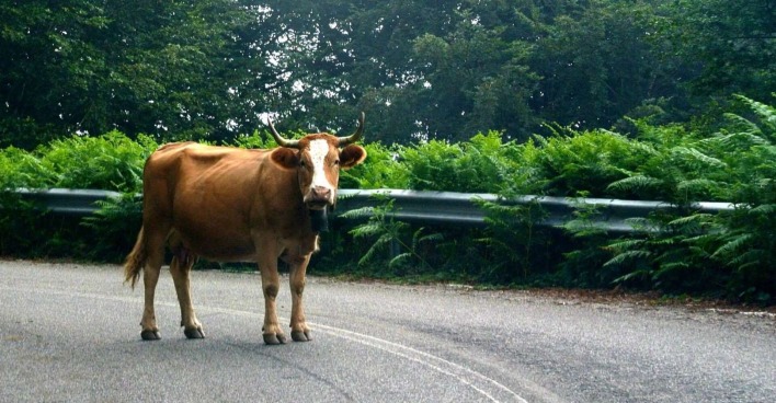 Eine Kuh steht mitten auf der Straße.
