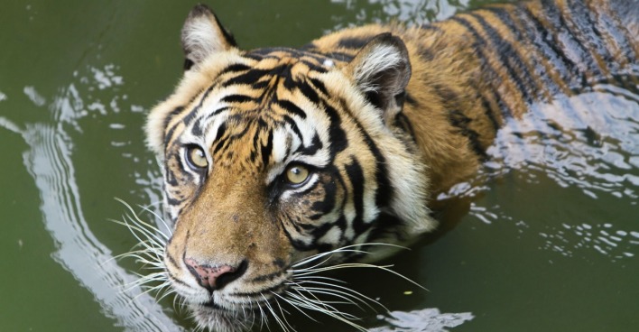 Tiger in Gewässer