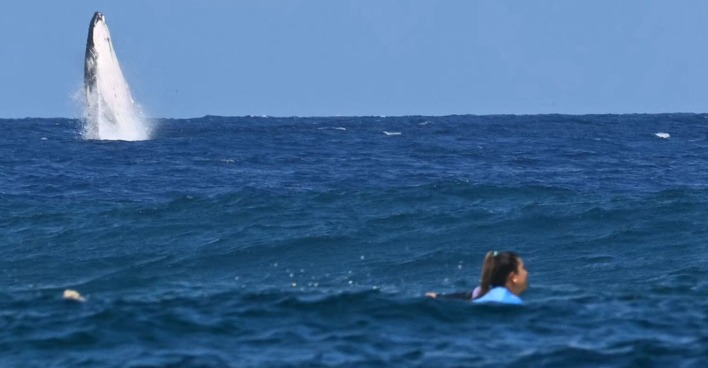 Wal und Surferin im Ozean