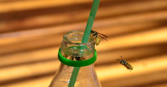 Wespen fliegen in eine Flasche.