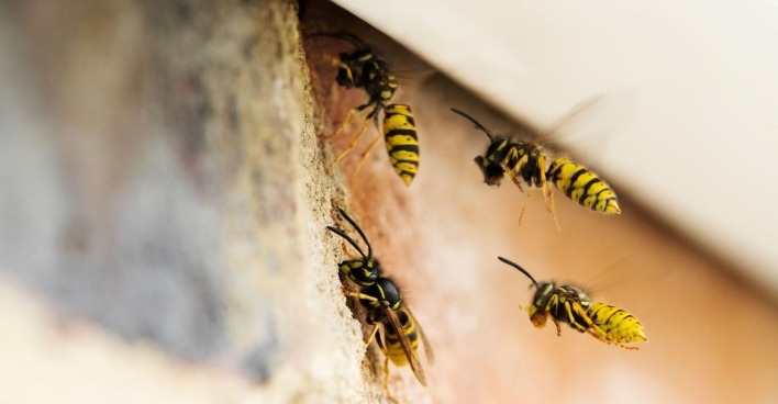 Vier Wespen fliegen in ihr Nest.