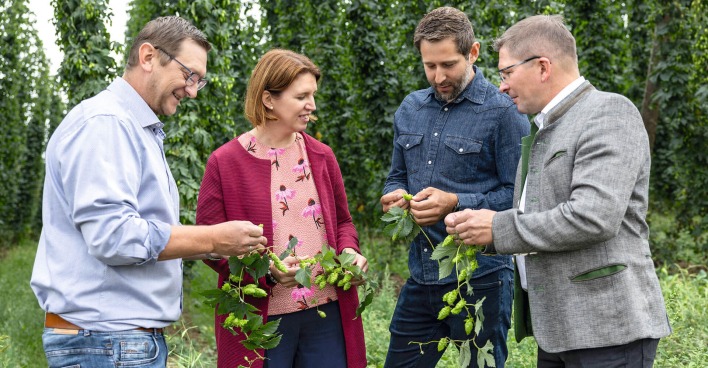 Agrar-Landesrätin Michaela Langer-Weninger und Bezirksbauernkammer-Obmann Martin Mairhofer holten sich von Stefan Hofer, Obmann und Manuel Starlinger, Geschäftsführer der Mühlviertler Hopfenbaugenossenschaft, Eindrücke zum diesjährigen Hopfenanbau.