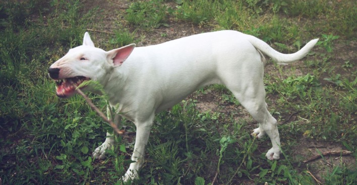 Weißer englischer Bullterrier bellt aggressiv