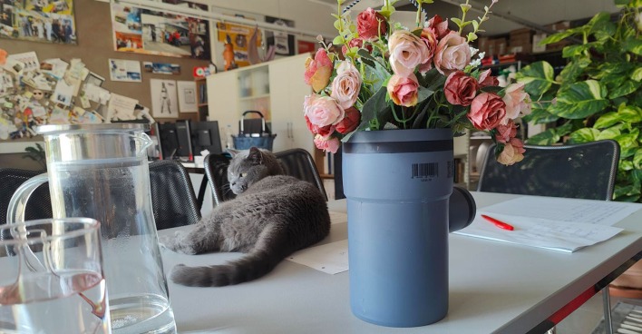 Katze liegt auf dem Tisch | Credit: Lilli Platzer