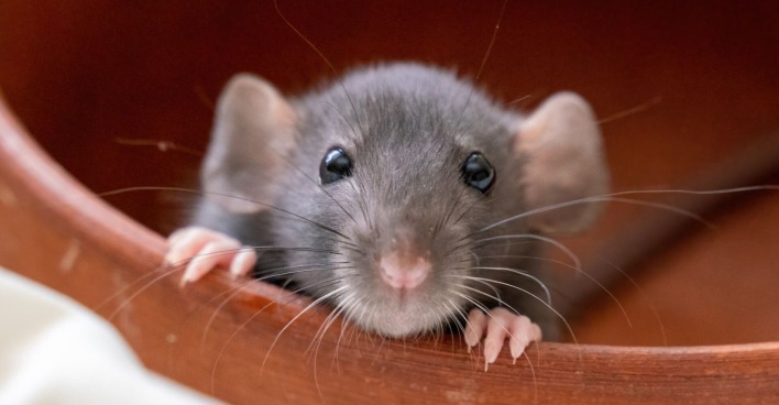 Eine graue Maus guckt aus einem Versteck.