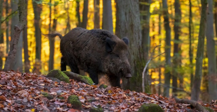 Ein Wildschwein in einem herbstlichen Wald.