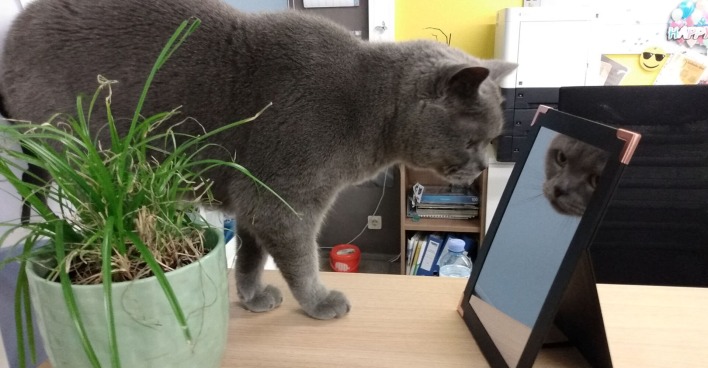 Katze Corona schaut in den Spiegel | Credit: Lilli Platzer