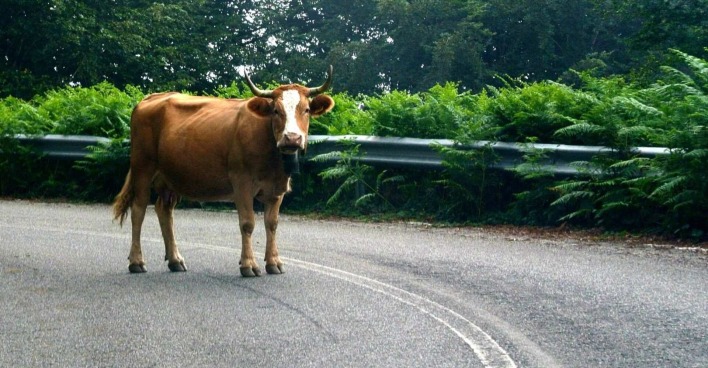 Eine braune Kuh steht mitten auf der Straße.
