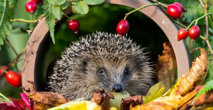 Igel sitzt im Laubhaufen | Credit: iStock.com/Callingcurlew23