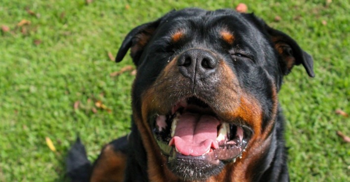 Rottweiler