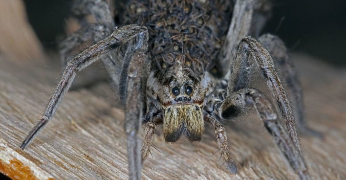 Eine Schwarzbäuchige Tarantel.