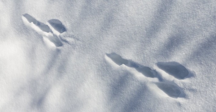 Spuren im Schnee, die aussehen wie ein Penis.