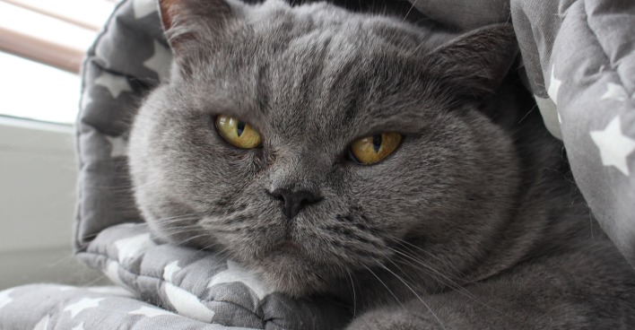 Katze versteckt sich in Kuscheldecke | Credit: iStock.com/Hanna Shapialevich