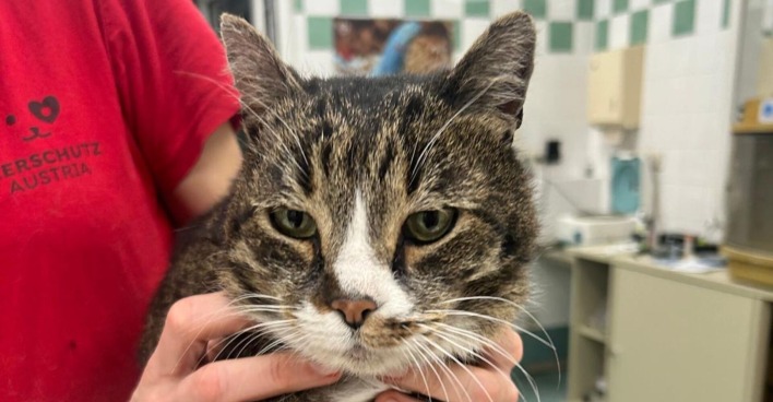 Kater Pancho ist zurück