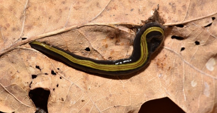 Fleischfressender Wurm