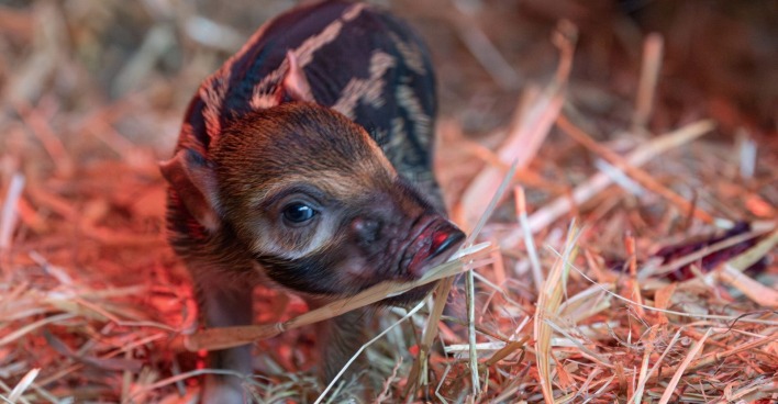 Pinselohrschwein-Baby