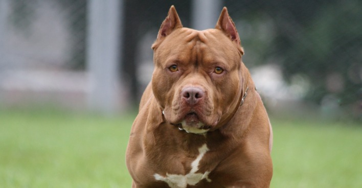 Der Täter dürfte Pitbull Oreo sein.