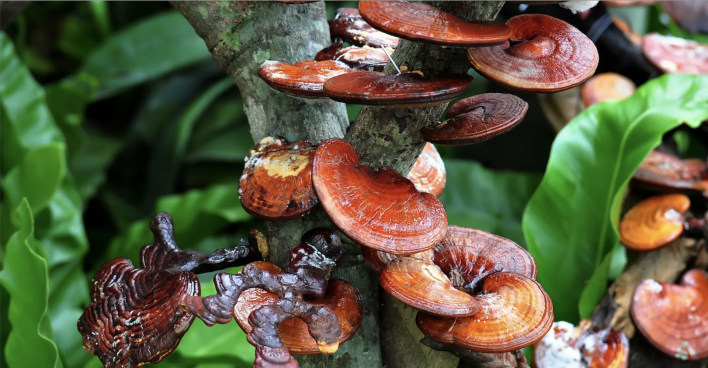 Dschungel, Baum mit Pilzen am Stamm