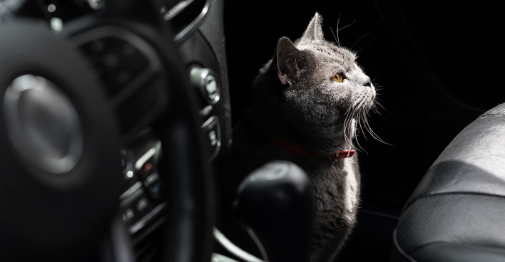 Katze sitzt im Auto | Credit: iStock.com/YakubovAlim