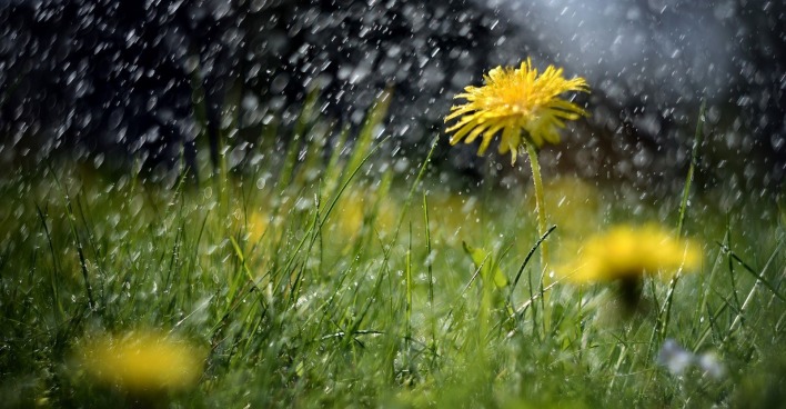 Nahaufnahme eines gelben Löwenzahns auf einer grünen Wiese im Regen. Regentropfen fallen dicht und glitzern im Licht, während der Hintergrund unscharf bleibt.