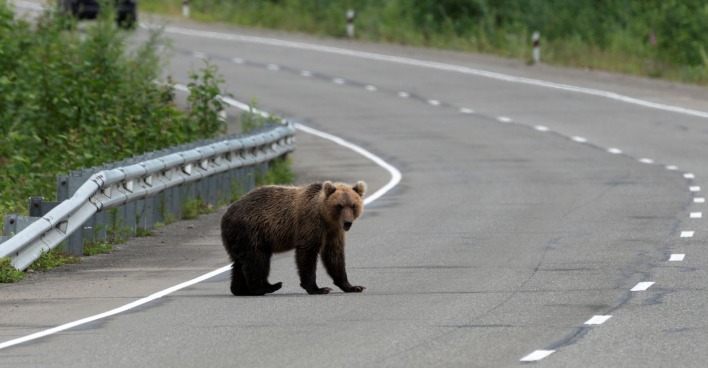Bär auf der Fahrbahn in ländlichem Gebiet