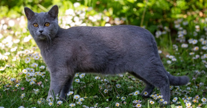 Katze im Garten
